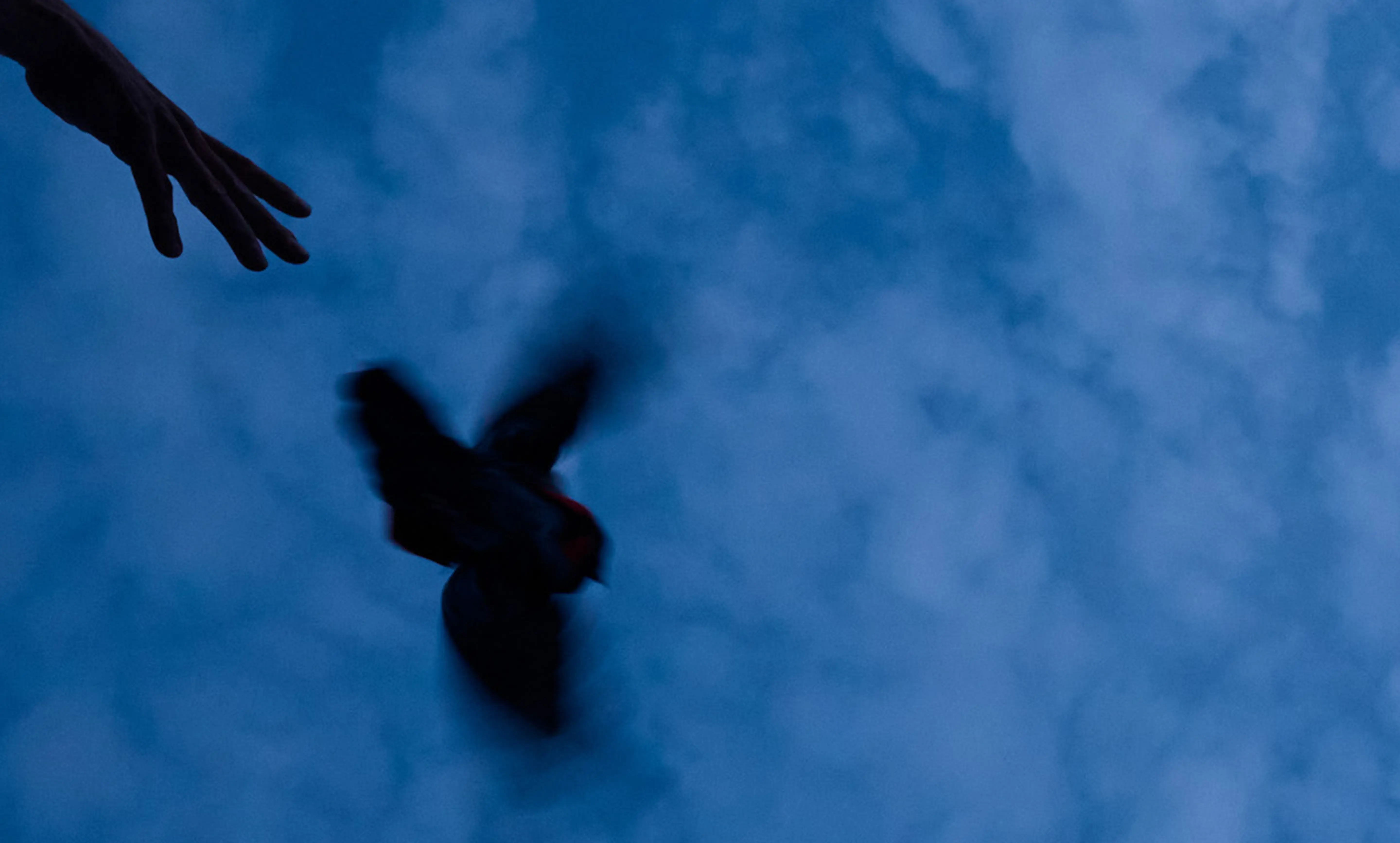 Pigeon in training for cannabis delivery