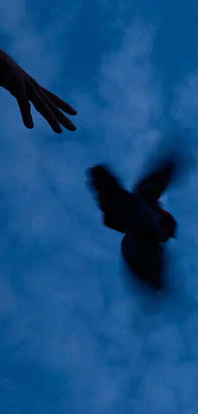 Pigeon in training for cannabis delivery