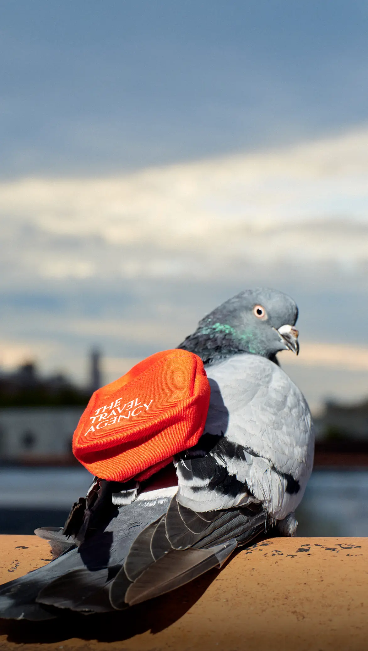 Cannabis delivery pigeon with red backpack