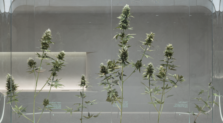 What Is THCV? Exploring This Emerging Cannabinoid